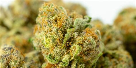 GMO Cannabis: The Euphoric Strain - Pure Oasis