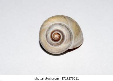 151 Common periwinkle snail Images, Stock Photos & Vectors | Shutterstock