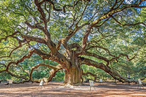 Angel Oak Tree in Charleston SC Photograph by Pierre Leclerc Photography - Fine Art America