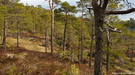 Scots Pine forest | Bernard Van Elegem