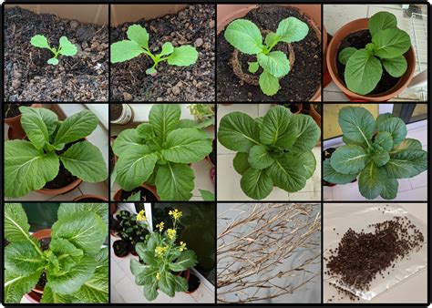 Harvesting Mustard Greens Seeds - The Balcony Farmer