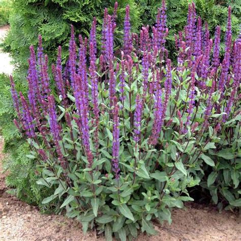 Salvia Caradonna - Granton Plants Hobart