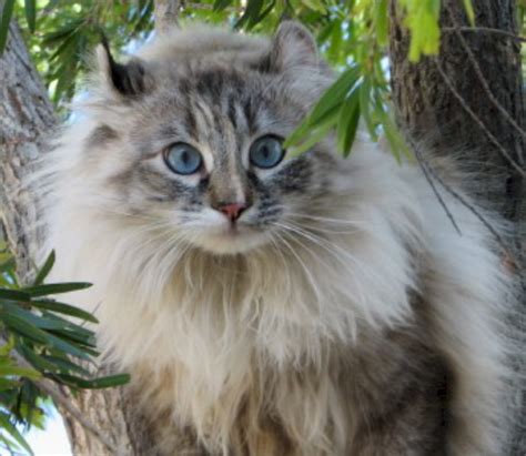 Maine Coon vs American Longhair - Breed Comparison