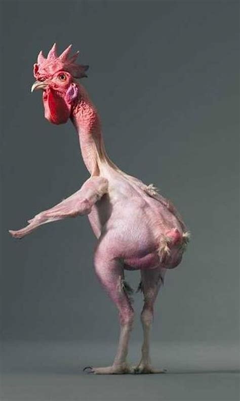 Hairless Chicken - Tim Flach "More Than Human". | Сумасшедшие животные ...