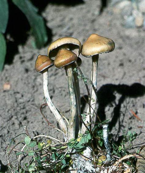 Psilocybe azurescens