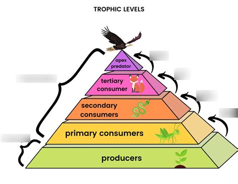 10 Unbelievable Facts About Trophic Levels - Facts.net