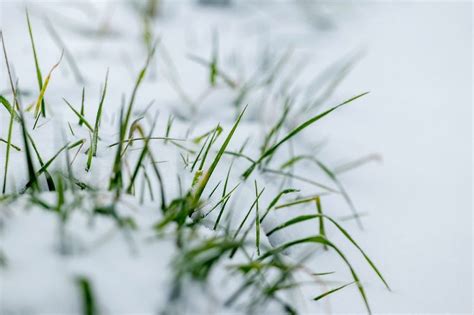 Winter Lawn Fertilizer: Tips on Keeping Your Grass Thrives