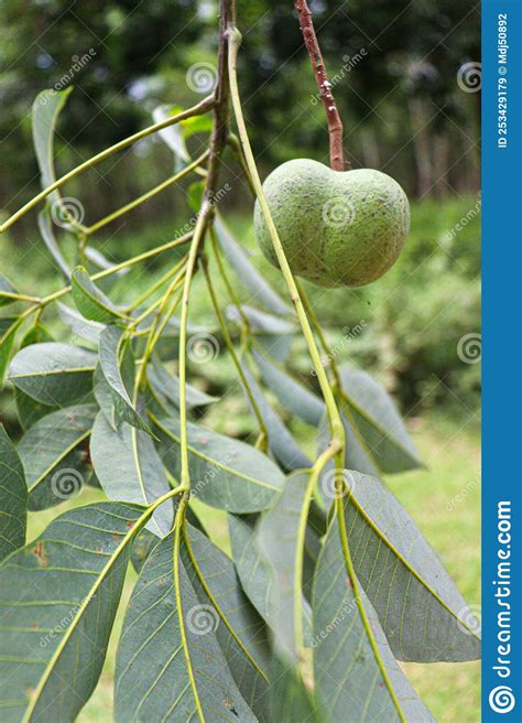 Natural Rubber Fruit with Seed Stock Image - Image of bowl, texture ...