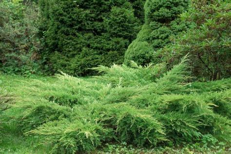 Creeping Juniper (Juniperus horizontalis)