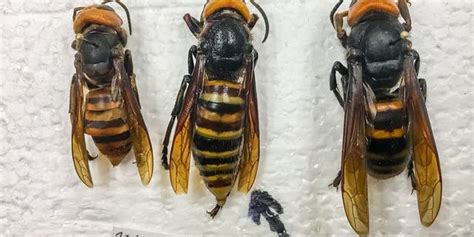 'Murder hornet' trapped for first time in Washington state, experts say ...