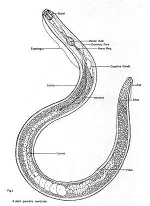 soil-inhabiting nematodes - Phylum Nematoda