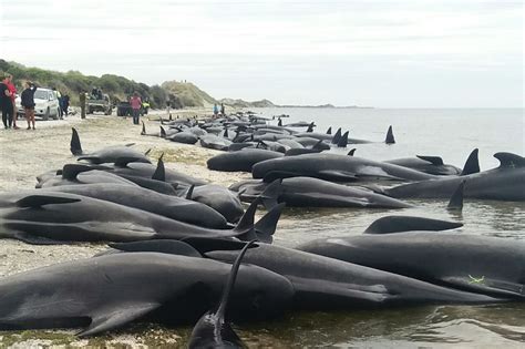 Hundreds of pilot whales die in one of New Zealand's largest whale ...