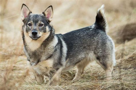 Swedish Vallhund: Dog Breed Characteristics & Care