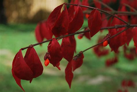 How to Care for the Burning Bush Plant - Dengarden