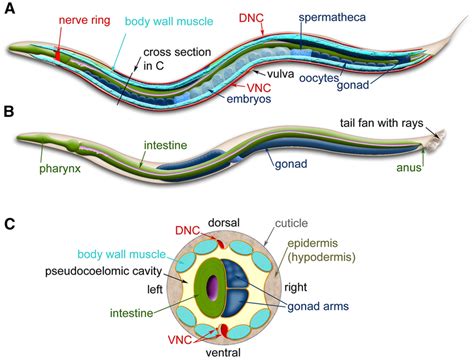 C. elegans anatomy. Major anatomical features of a hermaphrodite (A)... | Download Scientific ...