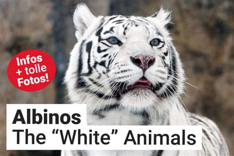 Albino Animals - Amazing Facts and Pictures