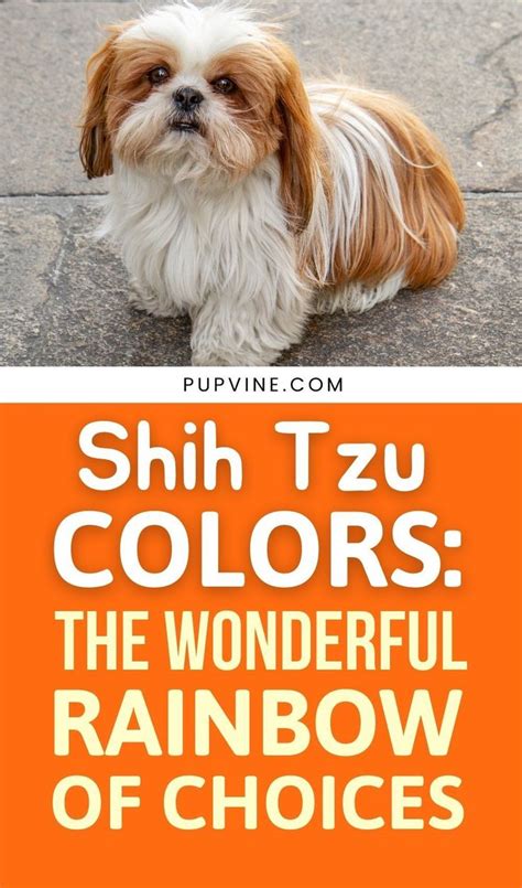 Shih Tzu Colors: The Wonderful Rainbow Of Choices | Shih tzu, Black ...