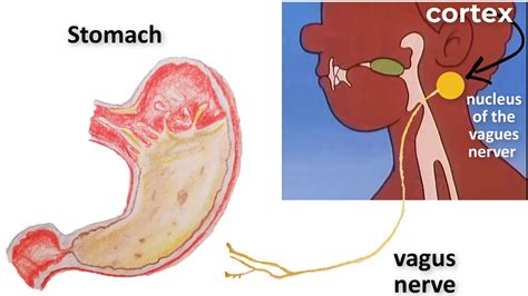 Regulation Of HCL Secretion |Gastric Secretion Phase 1(Cephalic Phase) | GI PHYSIOLOGY - YouTube