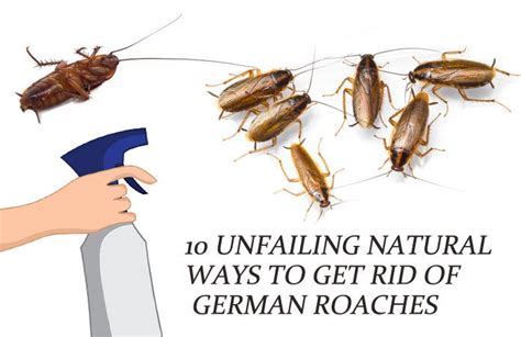 How To Get Rid Of German Cockroaches In Kitchen | Roach | cockroach | Insect