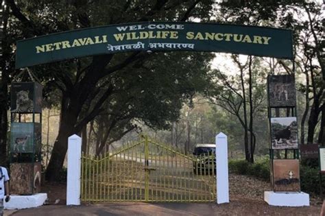 A black panther recently rescued from a village in Goa is healthy and it will be released into ...