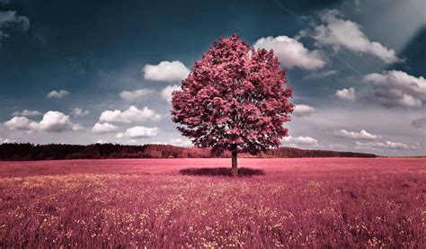 Download A beautiful pink tree surrounded by vibrant colors of nature ...