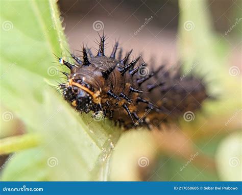 Ulat Bulu Caterpillar on a Branch Stock Image - Image of honeybee ...