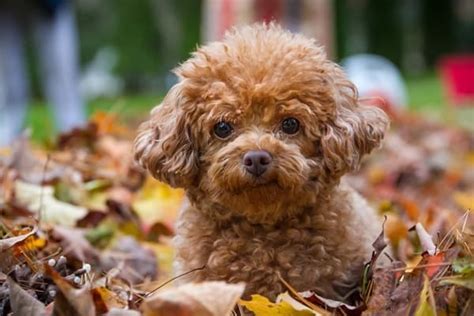 40 Amazing Poodle Dog Puppies Pictures - Tail and Fur