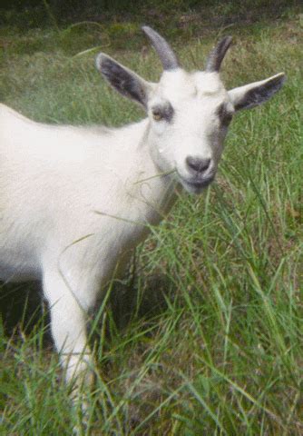 The Goat GIFs - Find & Share on GIPHY