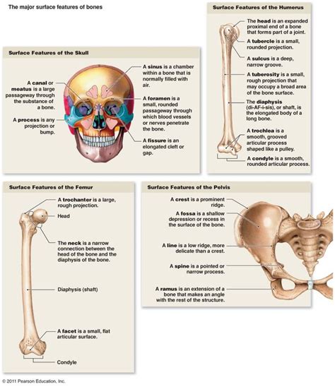 Pin on anatomy