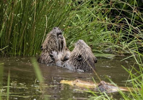 Beaver battle! Watch beavers duke it out in rare footage | Fox News