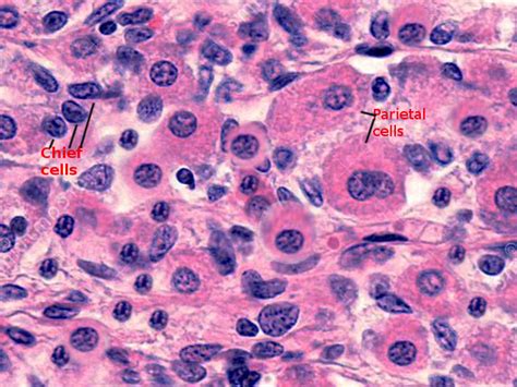 Parietal Cell Stomach Histology