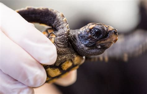 Help name the National Aquarium's baby turtle! | WBFF