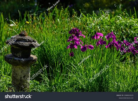 Iris Xiphoid Latin Iris Ensata Japanese Stock Photo 2088916525 | Shutterstock