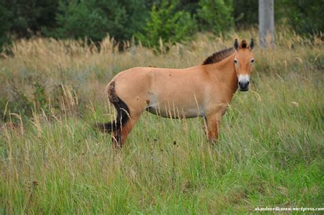 Zone Of Alienation – Chernobyl: All The Pretty Przewalski’s Horses