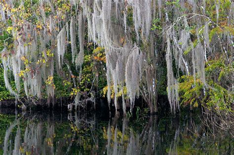 Plants - Everglades National Park