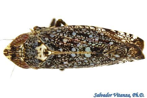 Hemiptera-Auchenorrhyncha-Cicadellidae-Scaphytopius-Leafhoppers (A) - Urban Programs - El Paso ...