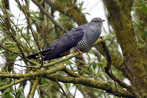 Common Cuckoo by Fausto Riccioni - BirdGuides