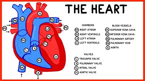 Describe the Structure of the Cardiovascular System