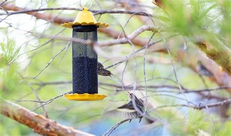 What Birds Eat Thistle Seed - Bird Nature