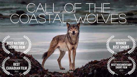 Call Of The Coastal Wolves - British Columbia sea wolf mini-documentary - YouTube