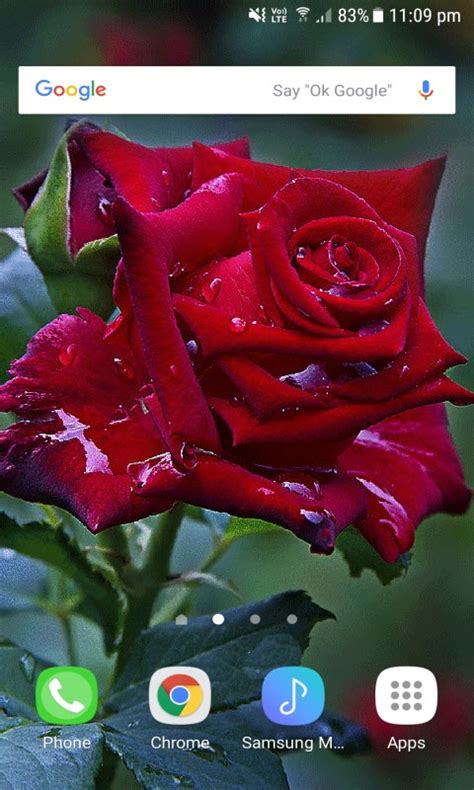 Red Rose Live Wallpaper