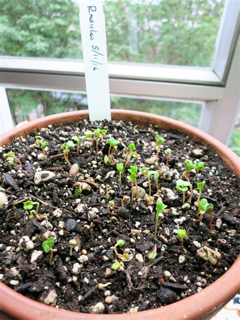 Radish Sprouts | Jim Drohman