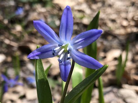 Wisconsin Wildflower | Siberian Squill | Scilla siberica | Ephemeral