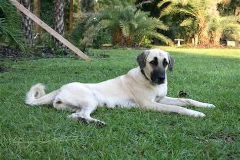 Kangal Shepherd Dog [Ultimate Guide: Health, Personality & More]