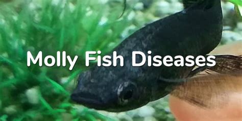 17 Common Molly Fish Diseases, Parasites & Remedies - AquariumNexus