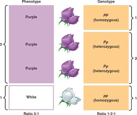 Chapter 14 Mendel and the Gene Idea