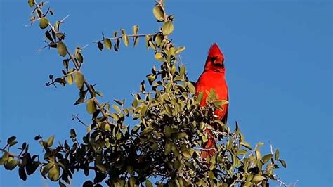 Northern Cardinal Song - YouTube