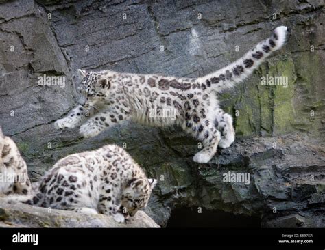 Two snow leopard cubs one jumping a gap Stock Photo - Alamy