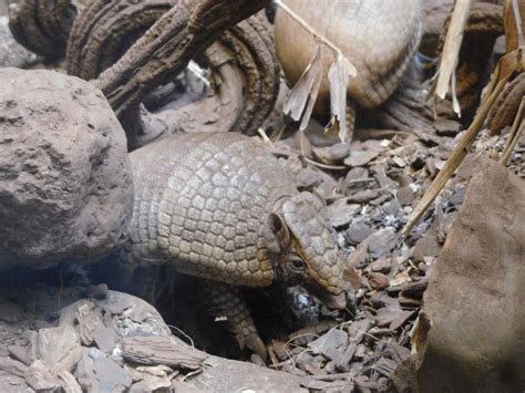 Southern three-banded armadillo - ZooChat