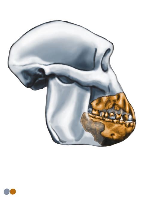 Australopithecus anamensis - skull reconstriction by Eduard Olaru | Ancient humans, Character ...